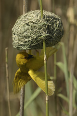 Ploceus subaureus subaureus