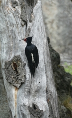 Campephilus magellanicus