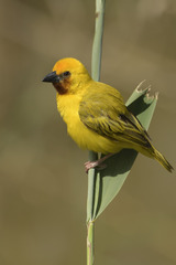 Ploceus xanthopterus marleyi