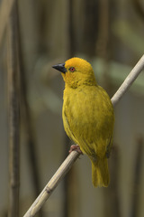 Ploceus subaureus subaureus