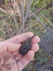 Calycanthus occidentalis