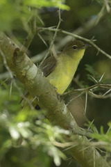 Chlorocichla flaviventris flaviventris