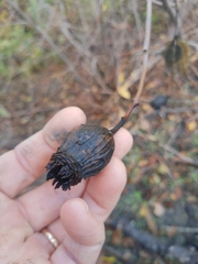 Calycanthus occidentalis