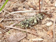 Spharagemon marmorata marmorata