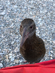 Gallirallus australis australis