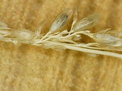 Sporobolus wrightii