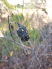 Calycanthus occidentalis