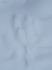 Sylvilagus floridanus