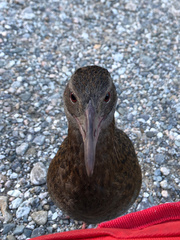 Gallirallus australis australis