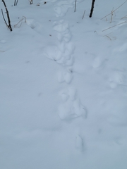 Sylvilagus floridanus