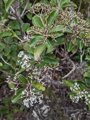 Olearia