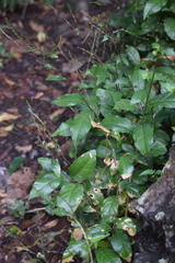 Petiveria alliacea