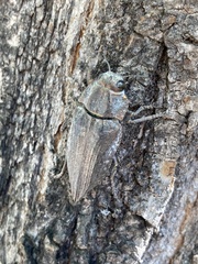 Ectinogonia buquetii