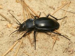 Carabus glabratus