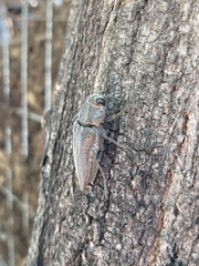 Ectinogonia buquetii