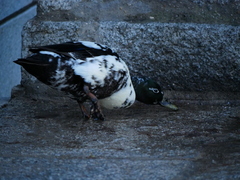 Anas platyrhynchos domesticus