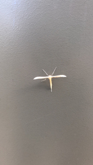 Hellinsia homodactylus