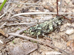 Spharagemon marmorata marmorata