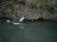 Ardea cinerea