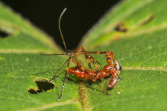 Rihirbus trochantericus