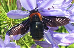 Xylocopa flavorufa