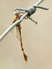 Paragomphus genei