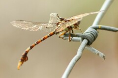 Paragomphus genei