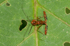 Rihirbus trochantericus