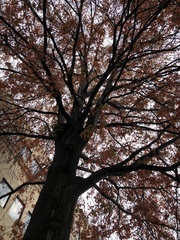 Quercus palustris