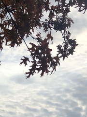 Quercus palustris
