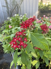 Pentas lanceolata