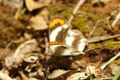 Colotis euippe omphale