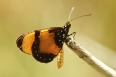 Acraea anemosa