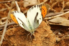 Colotis ione