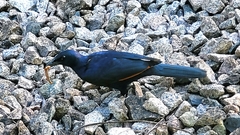 Onychognathus morio morio