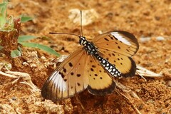 Acraea oncaea