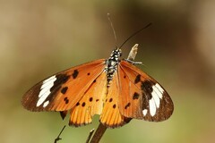 Acraea encedon encedon