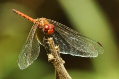 Trithemis pluvialis