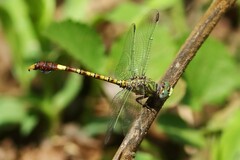 Paragomphus genei