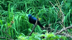 Onychognathus morio morio