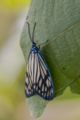 Cyclosia papilionaris