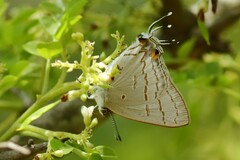Hypolycaena philippus
