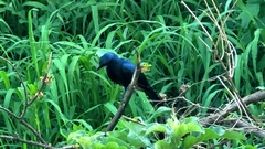 Onychognathus morio morio