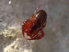 Neobisium