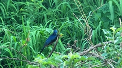 Onychognathus morio morio