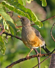 Turdus abyssinicus