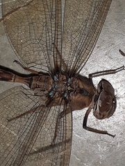 Gynacantha dravida