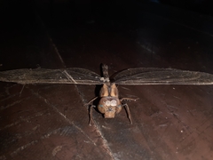 Gynacantha dravida
