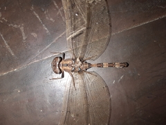 Gynacantha dravida