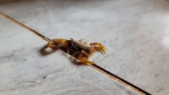 Uroplectes planimanus